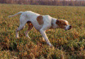 Pedigree SEMEGHINI VALERIO Pedigree SEMEGHINI VALERIO